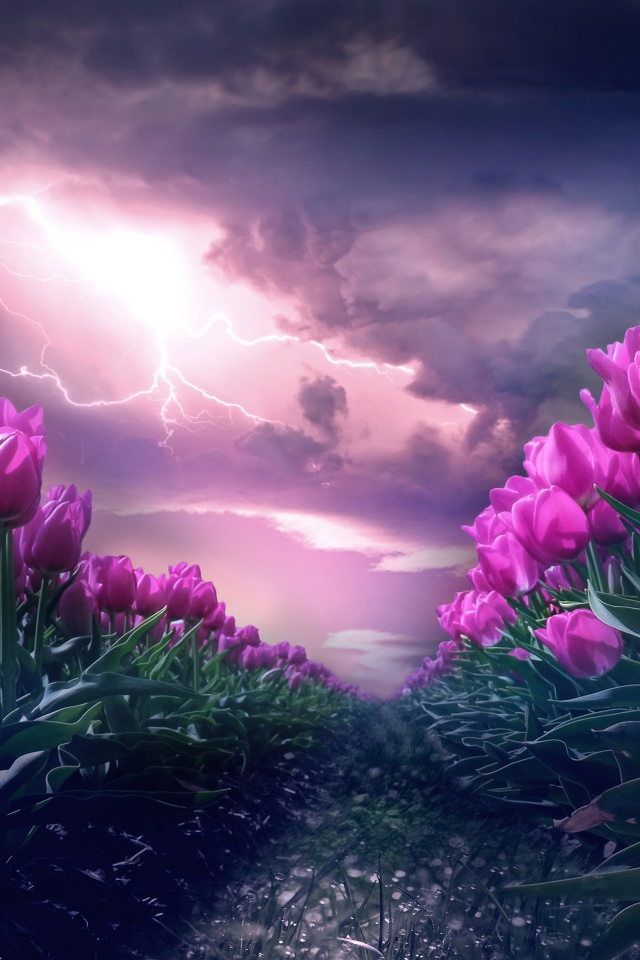 Грозовое небо с молнией над полем с тюльпанами