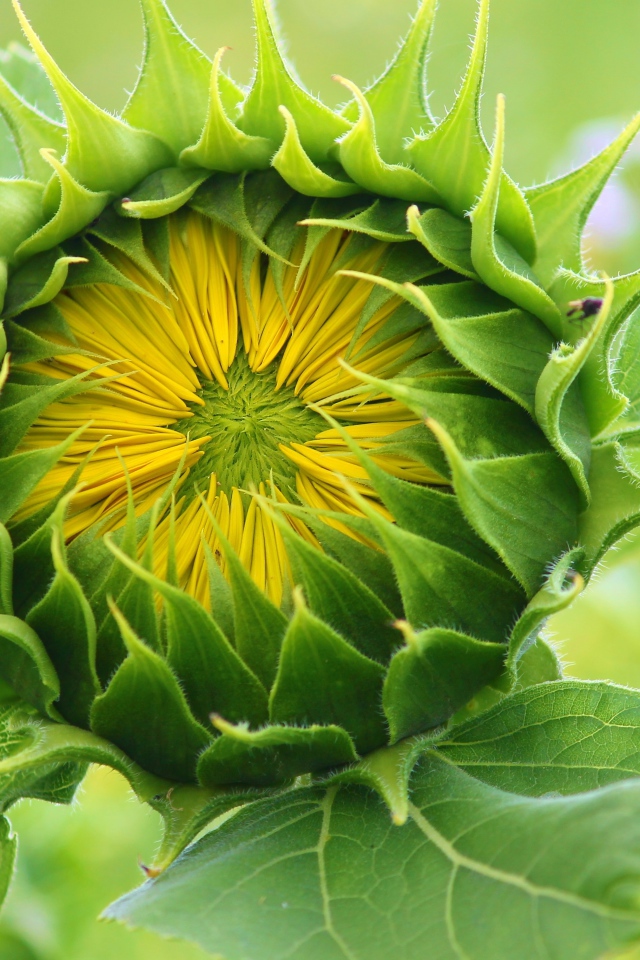 Цветок подсолнуха распускается на поле