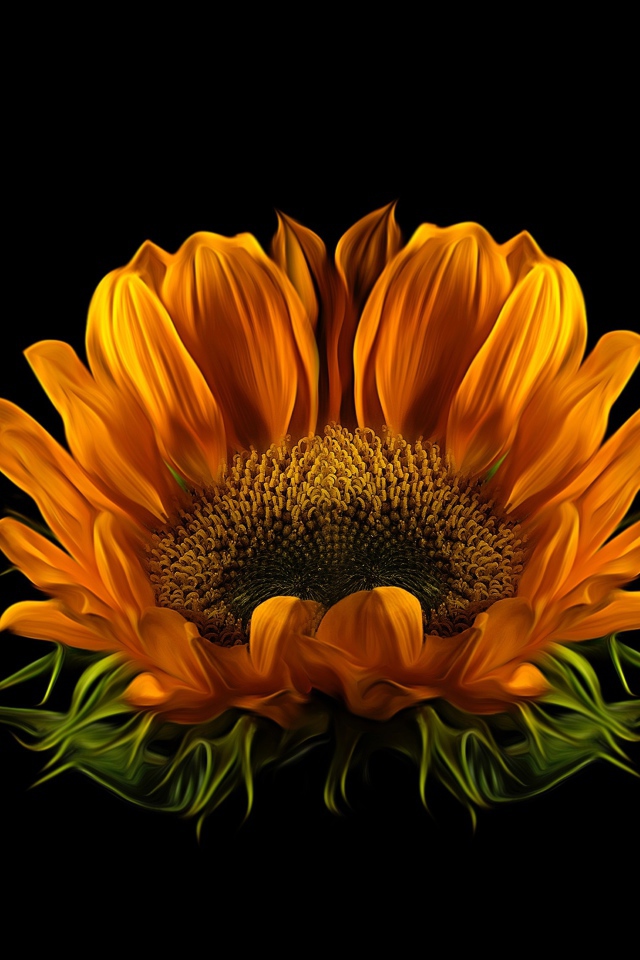 Цветок подсолнуха на черном фоне