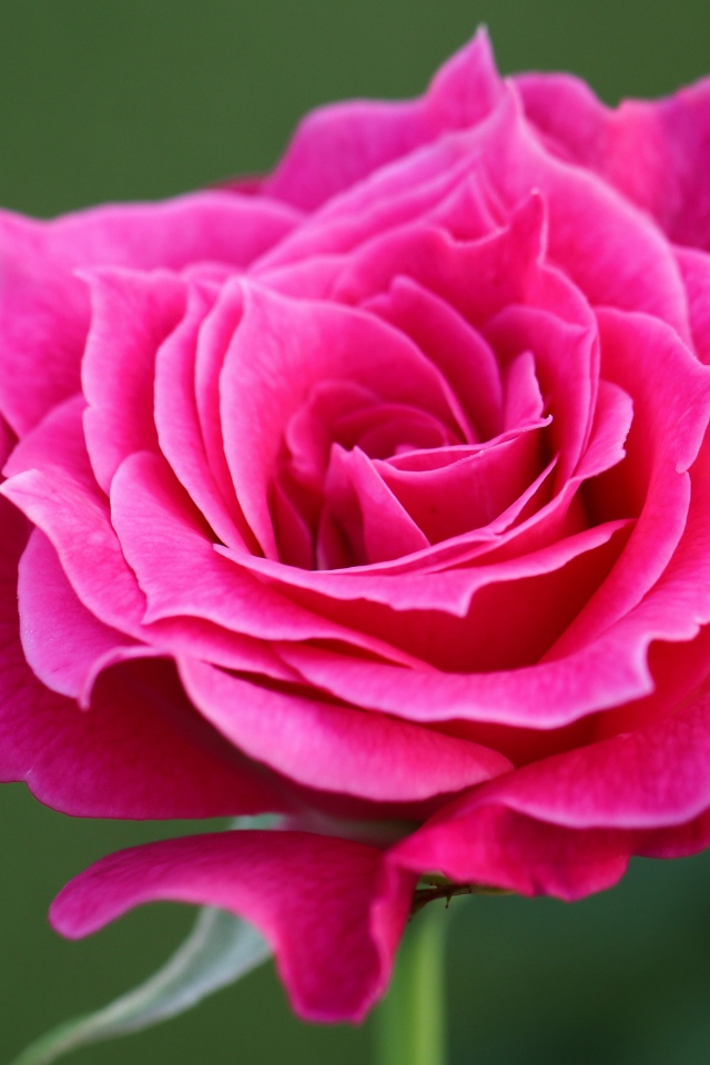 Нежная садовая розовая роза крупным планом на зеленом фоне