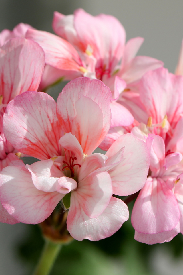 Нежные розовые цветы герани крупным планом