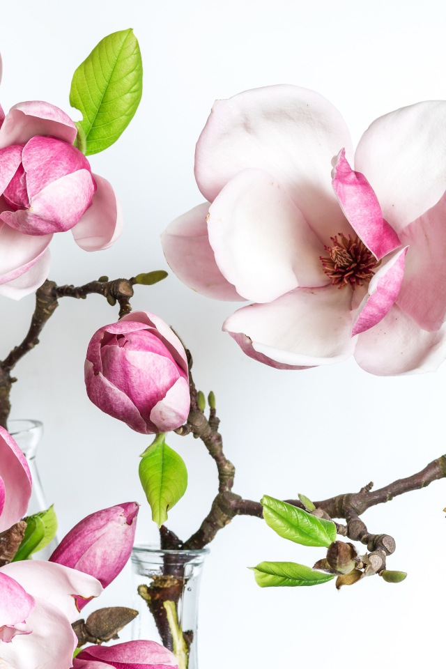 Нежные розовые цветы магнолии с бутонами на белом фоне