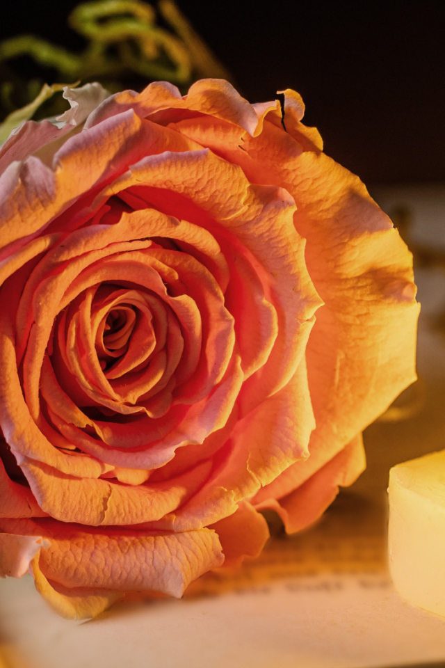 Нежная розовая роза с зажженной свечей лежат на книге