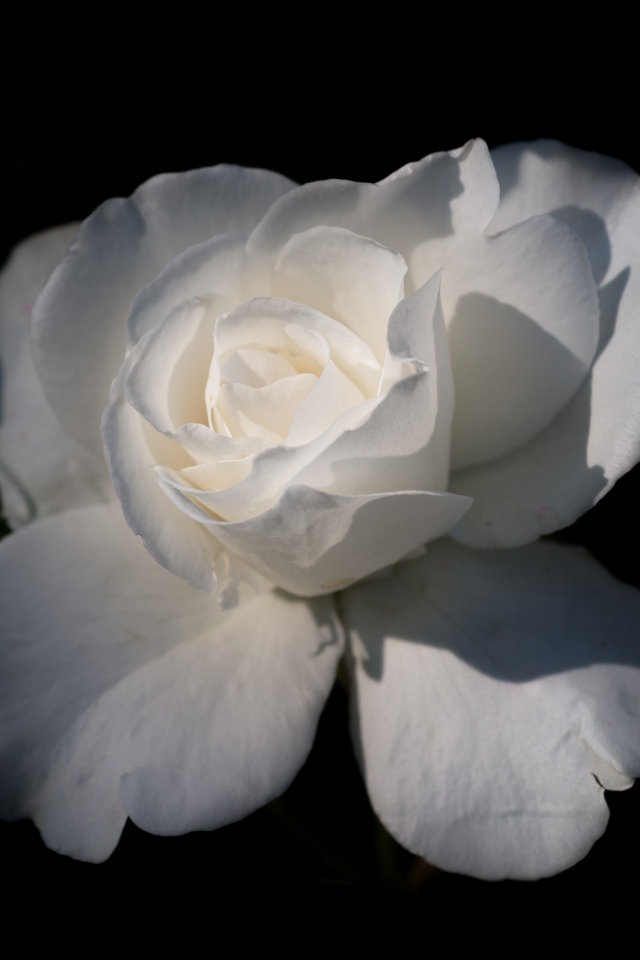 Нежная белая роза на черном фоне крупным планом