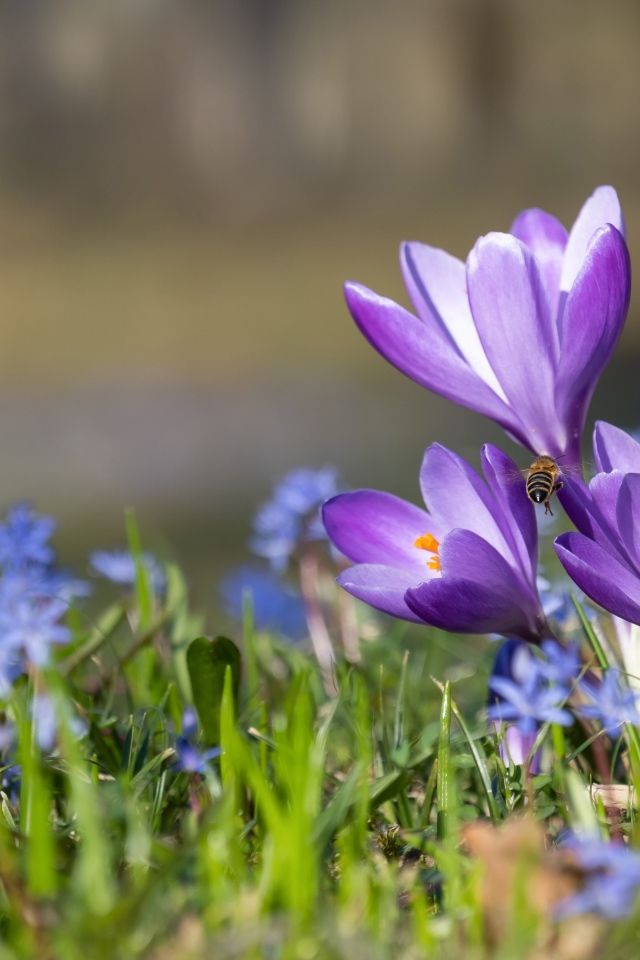Первые весенние цветы пролесок и крокусы 