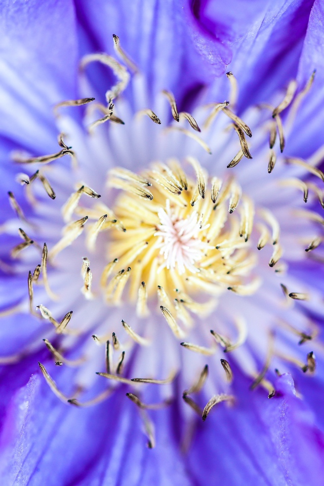 Середина сиреневого цветка клематиса 
