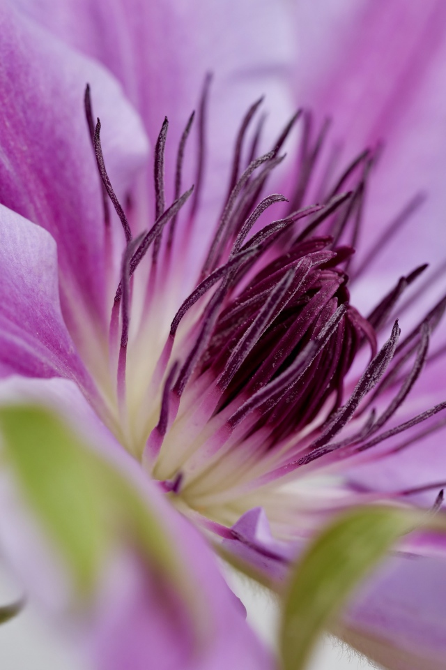 Серединка розового цветка клематиса 