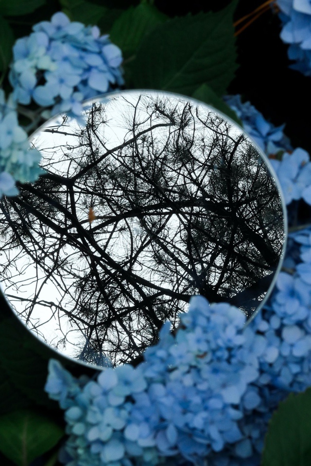 Зеркало лежит на цветах синей гортензии 