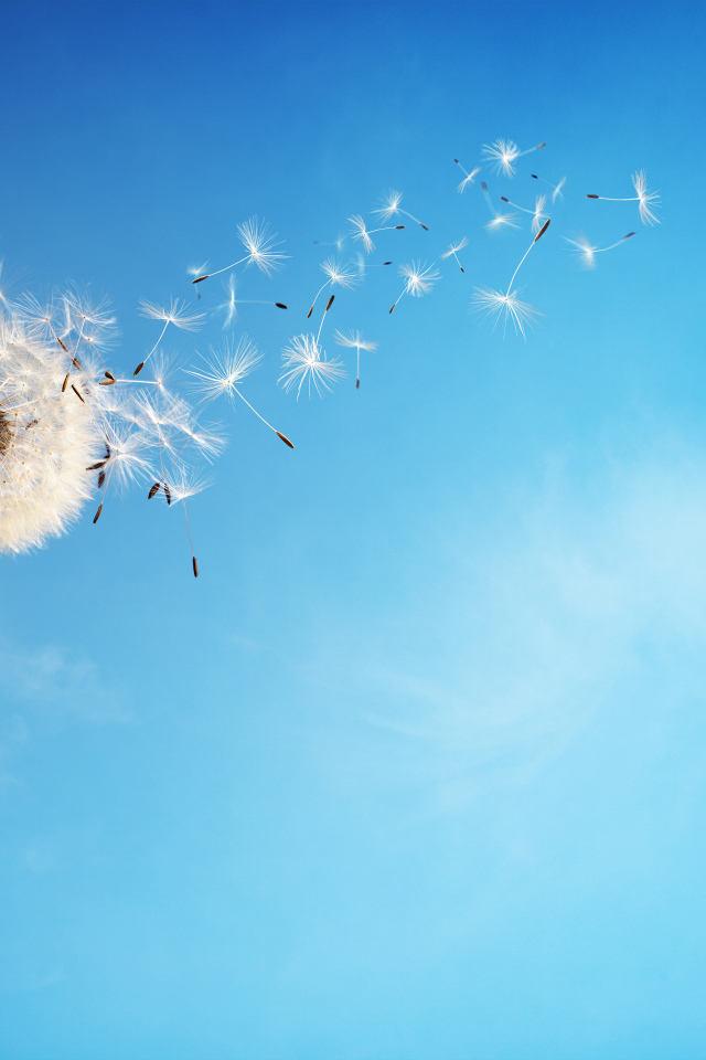 Ветер раздувает белый одуванчик на фоне голубого неба