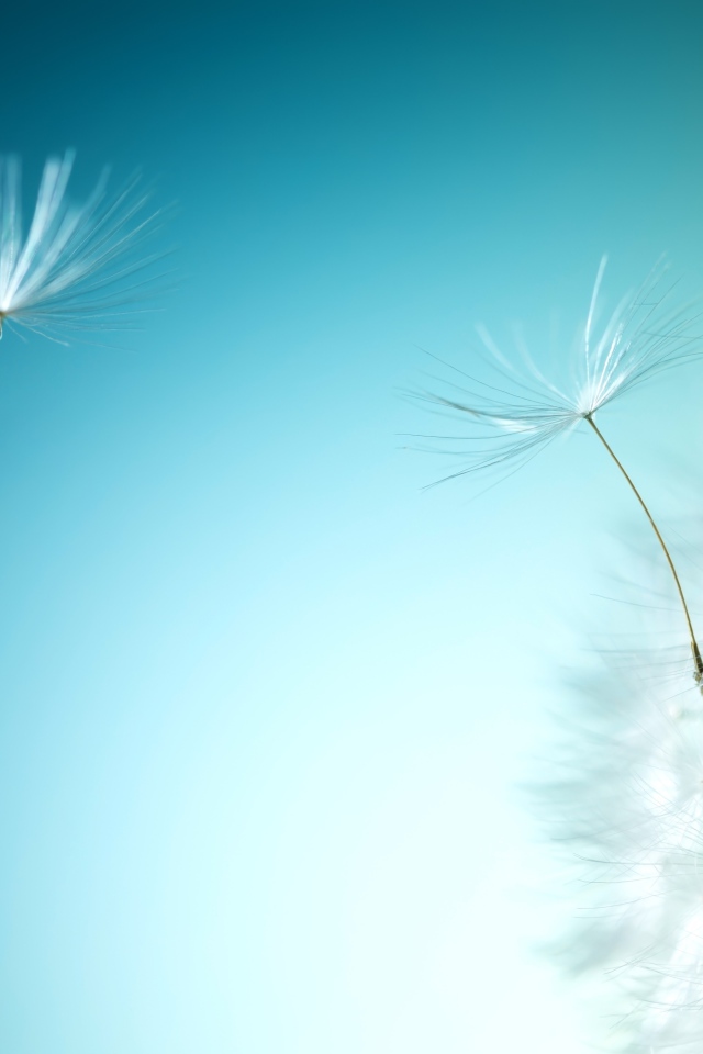 Ветер раздувает белый одуванчик на голубом фоне