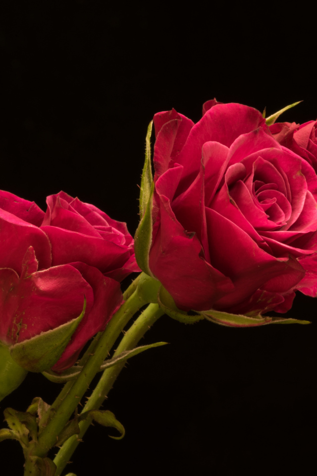 Три красивые розы на черном фоне