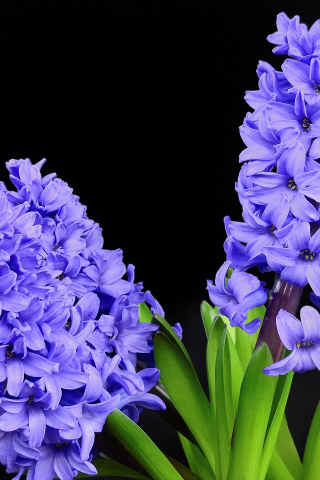 Three blue hyacinth flowers on a black background