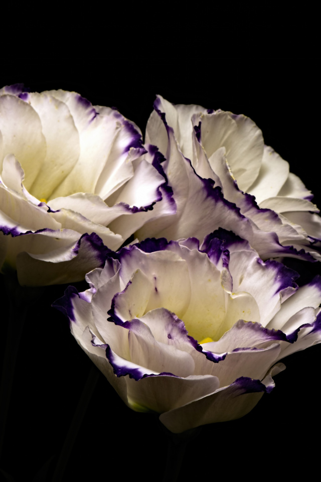 Три нежных  цветка эустомы на черном фоне