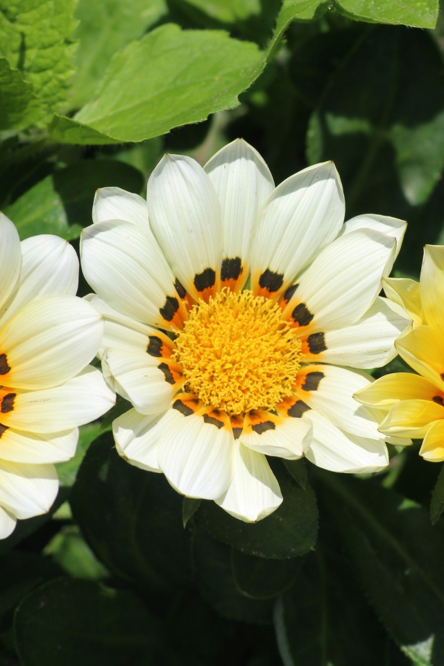 Три цветка газании в зеленых листьях на клумбе