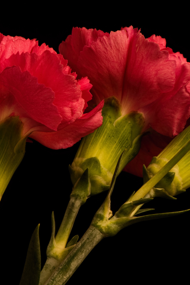 Три крупные красные гвоздики на черном фоне