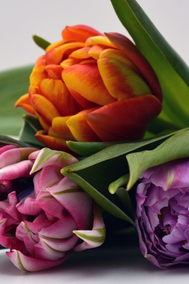 Три разноцветных тюльпана на сером фоне