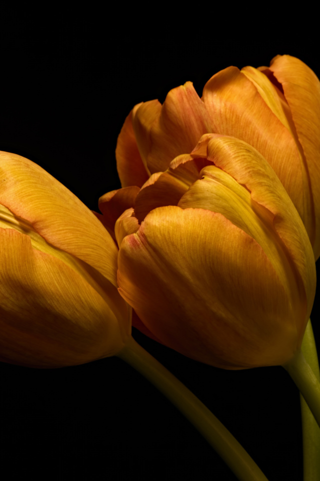 Three orange tulips with green leaves on a black background