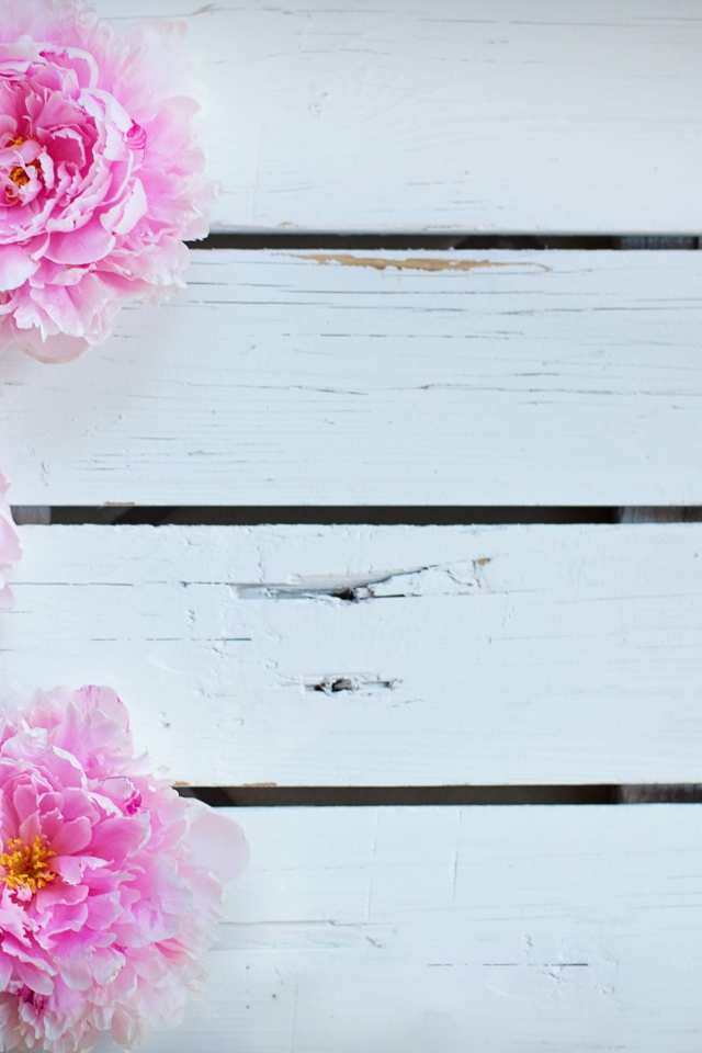 Три розовых пиона на деревянном столе 