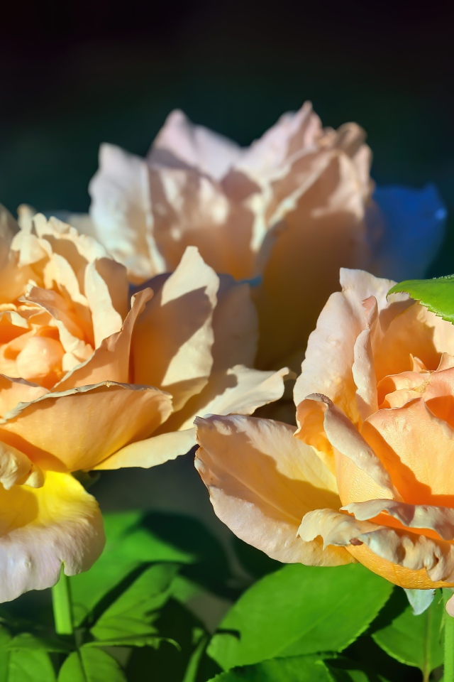 Три розовые розы в лучах солнца на клумбе 