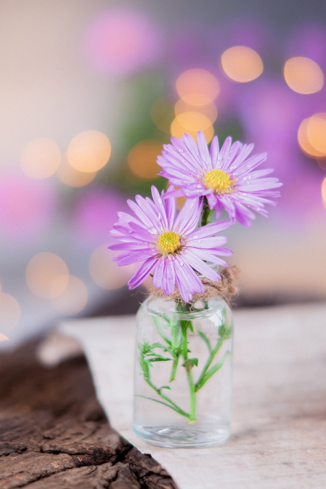 Три розовых цветка сентябринки в стеклянной баночке