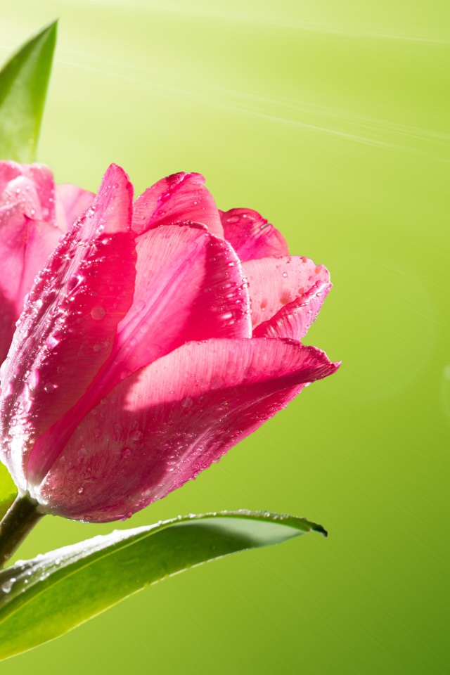 Три розовых тюльпана в каплях росы на зеленом фоне