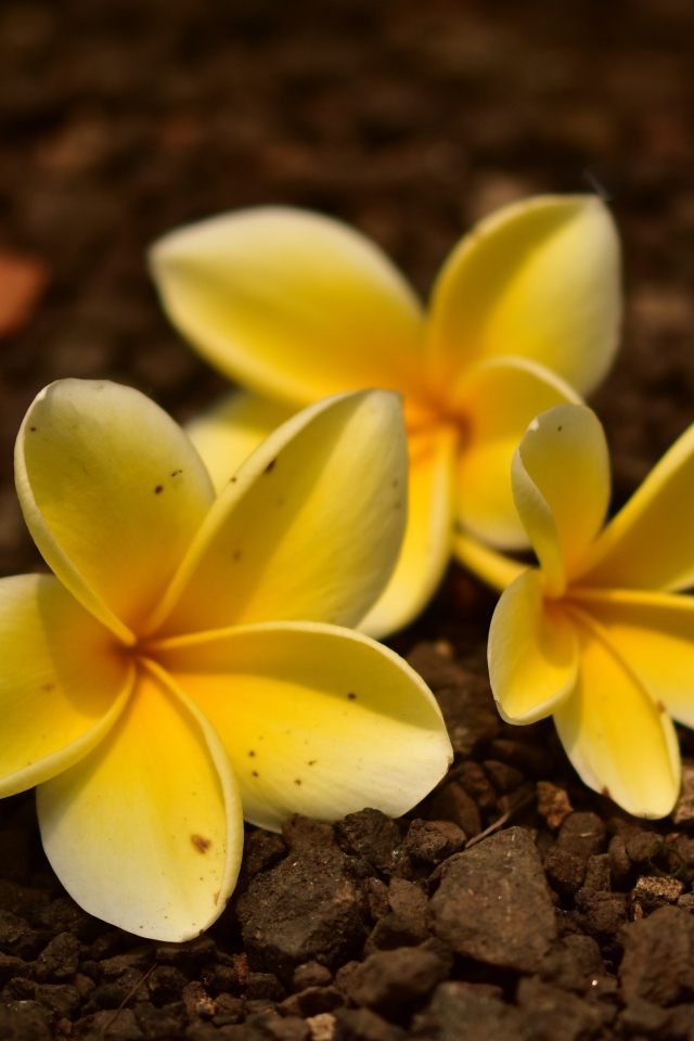 Три  цветка плюмерии лежат  на земле 