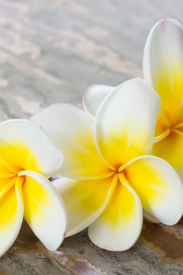 Три цветка плюмерии на деревянном столе 