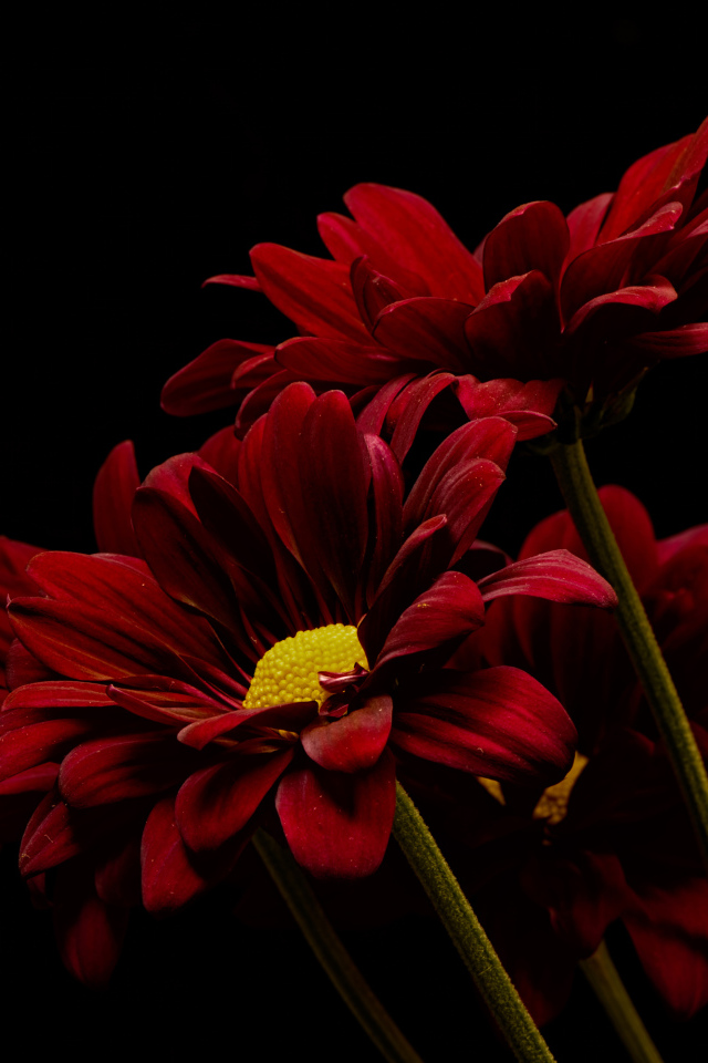 Три красные хризантемы на черном фоне
