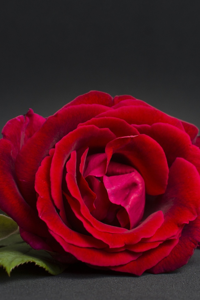 Три красные розы на сером фоне