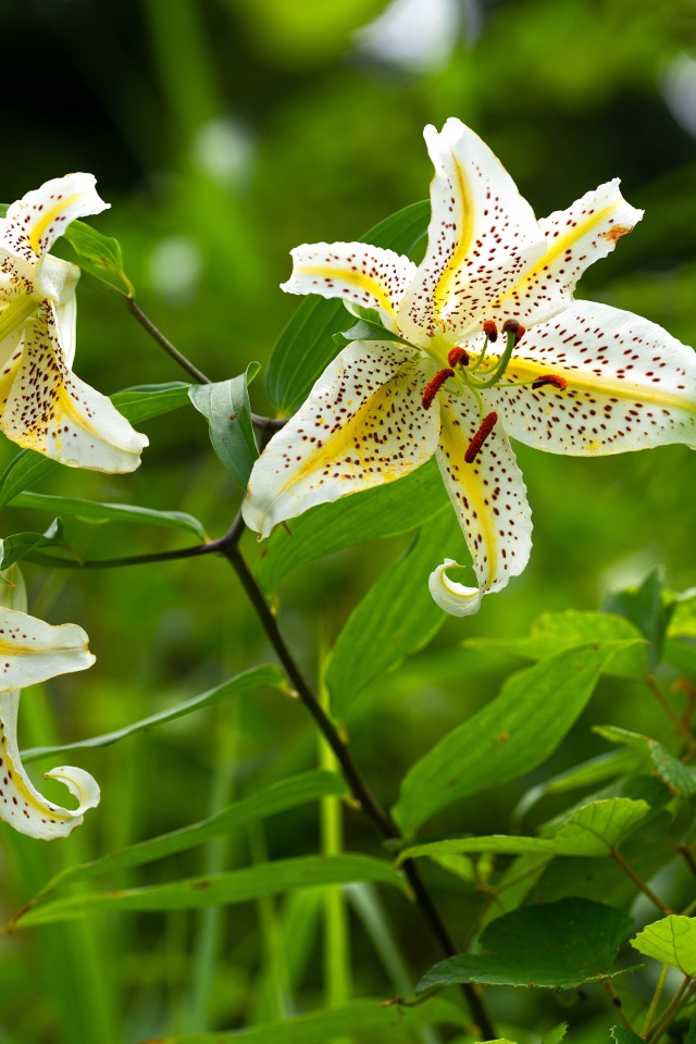 Три белые тигровые лилии в саду 