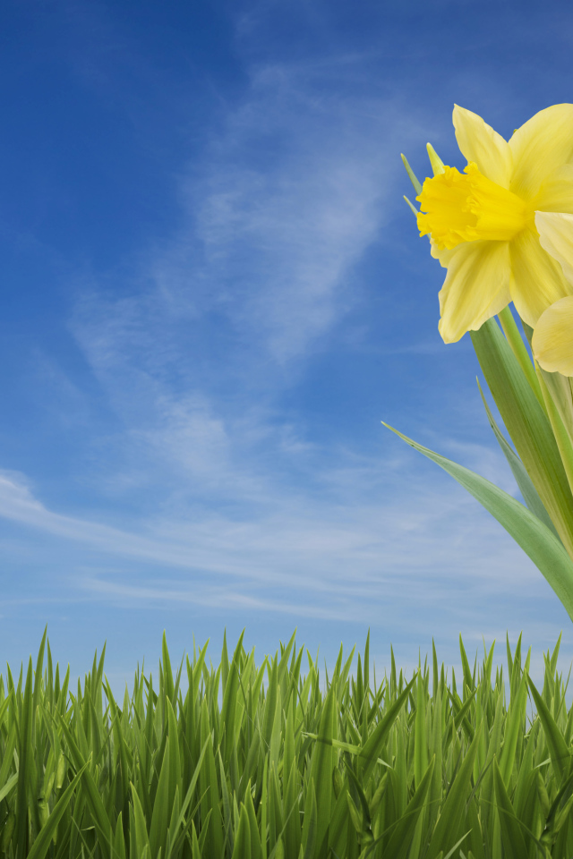 Три желтых цветка нарцисса в зеленой траве на фоне голубого неба 