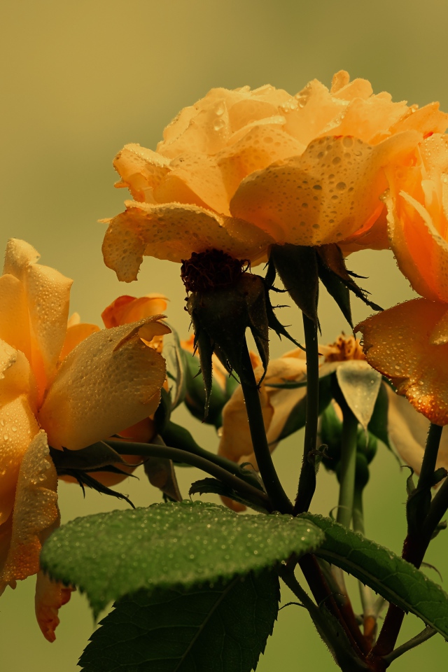 Три желтые розы в каплях дождя с зелеными листьями 