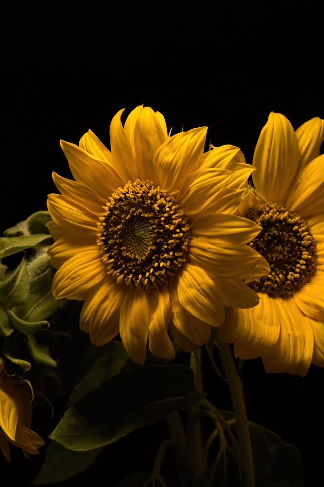 Три желтых цветка подсолнуха на черном фоне