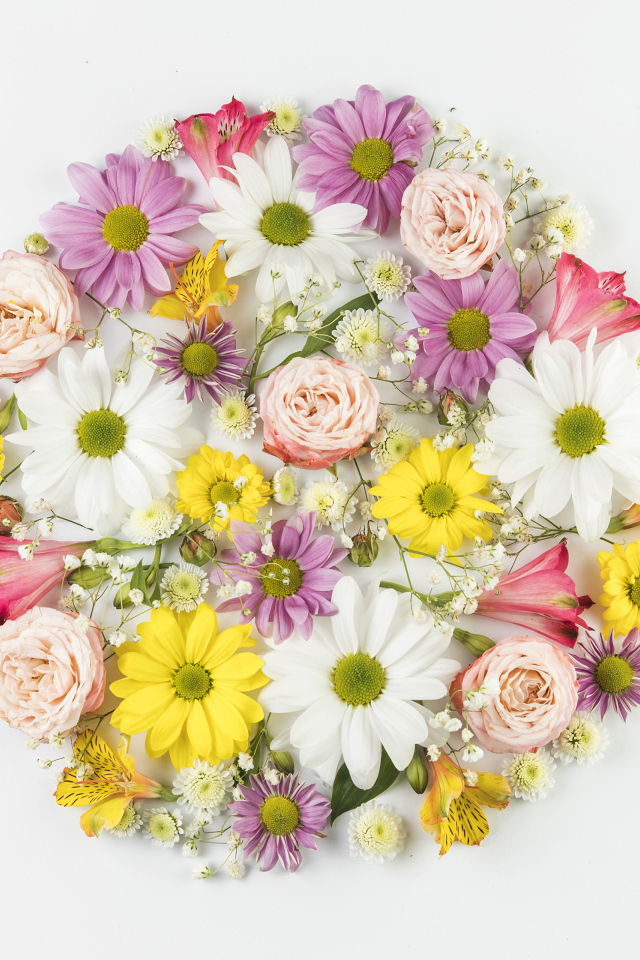 Сорванные цветы на белом фоне