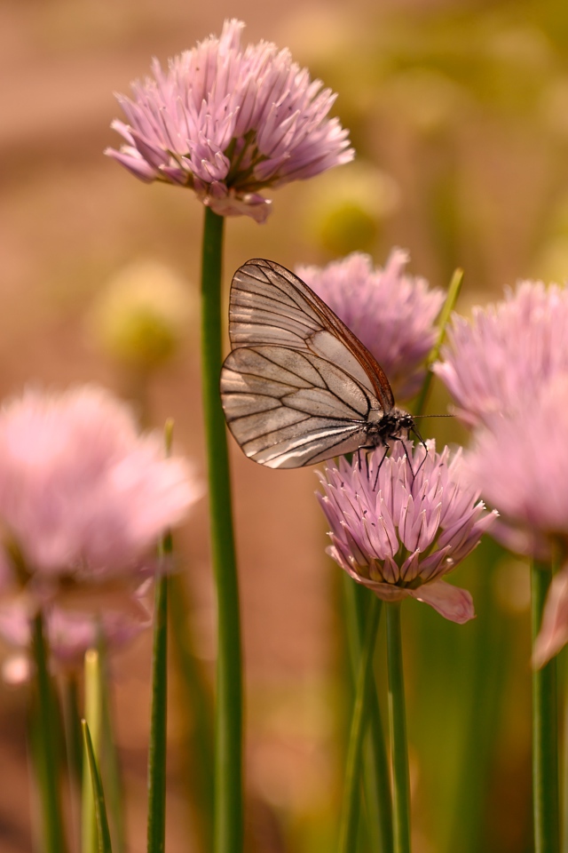 Прозрачная бабочка сидит на розовом цветке 
