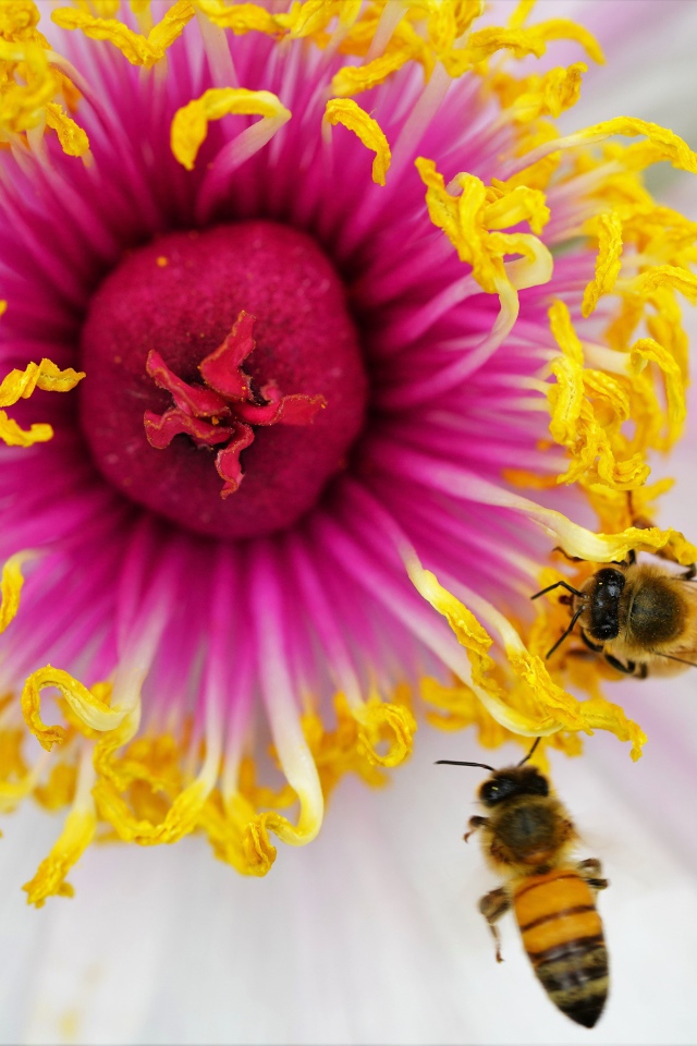 Две пчелы сидят в середине цветка 