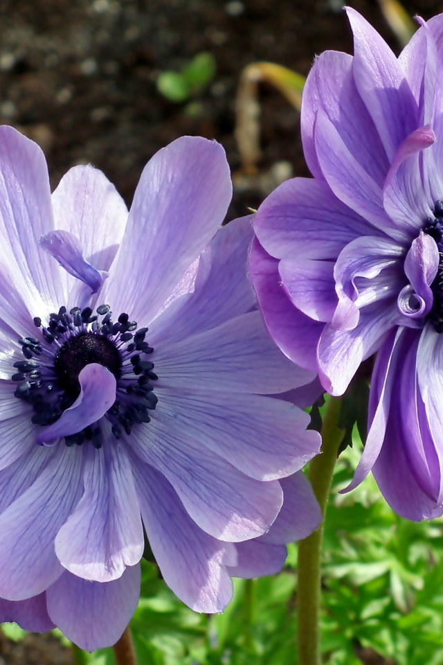 Два синих цветка анемоны в лучах солнца на клумбе