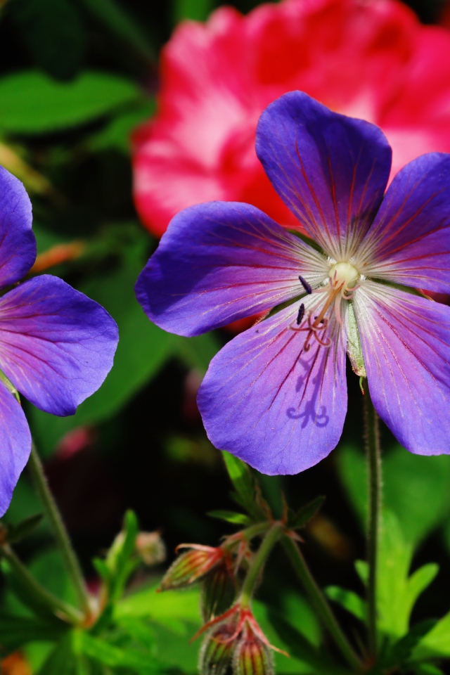Два синих цветка журавельника в лучах солнца
