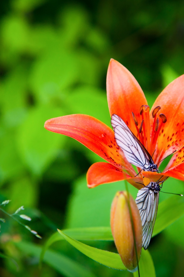 Две бабочки сидят на оранжевом цветке лилии