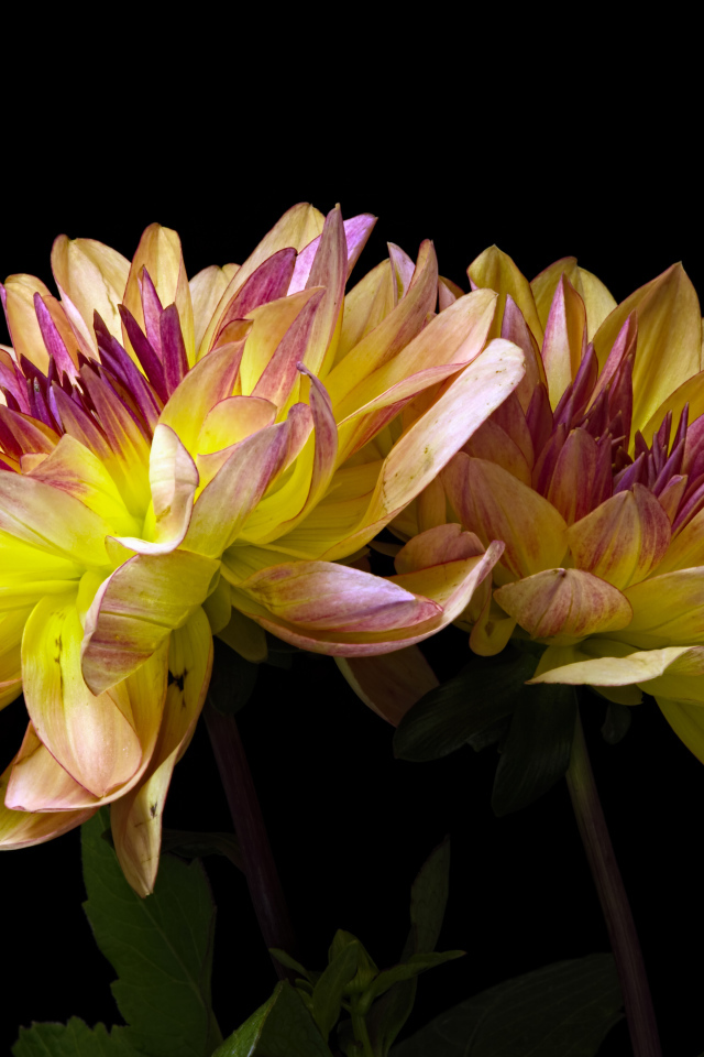 Два цветка георгины на черном фоне крупным планом