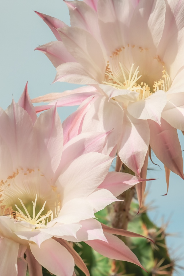 Два нежных розовых цветка кактуса на голубом фоне