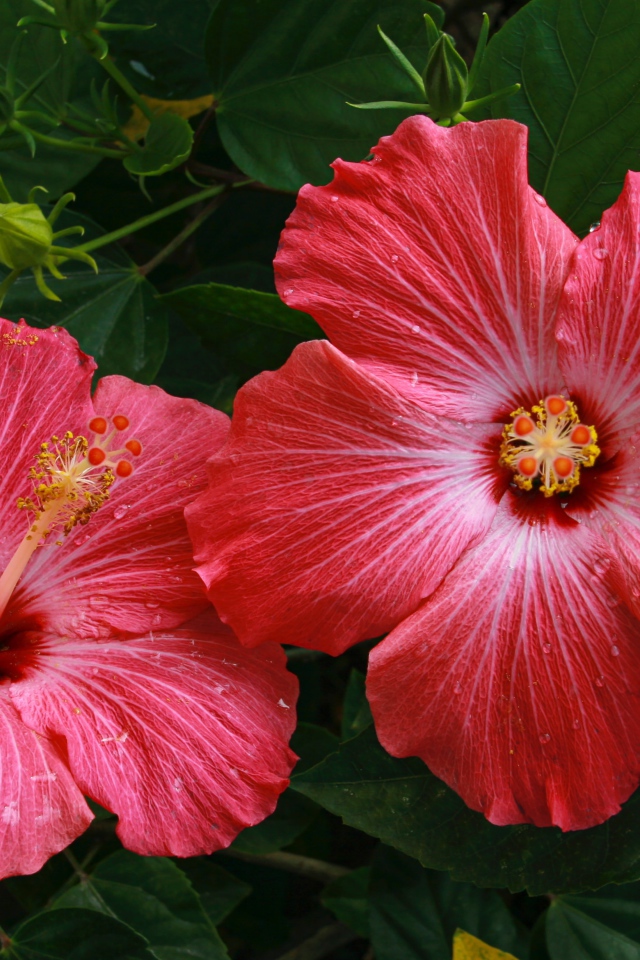 Два больших красных цветка гибискуса в зеленых листьях 