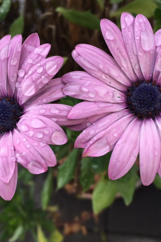 Два сиреневых цветка остеоспермум в каплях дождя