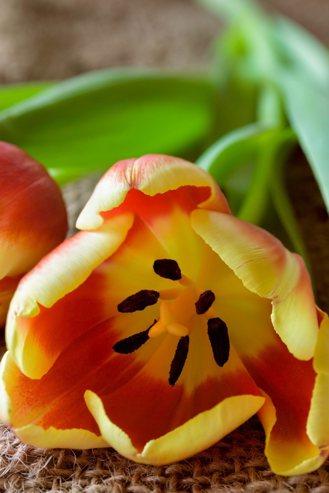 Два оранжевых тюльпана с зелеными лепестками на столе 