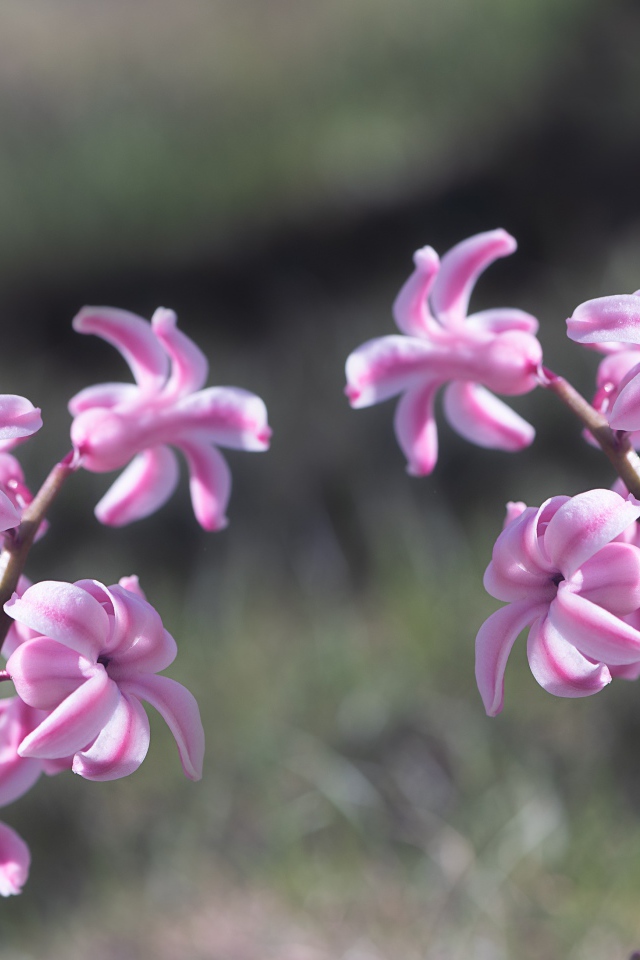 Два розовых цветка гиацинта в лучах солнца 