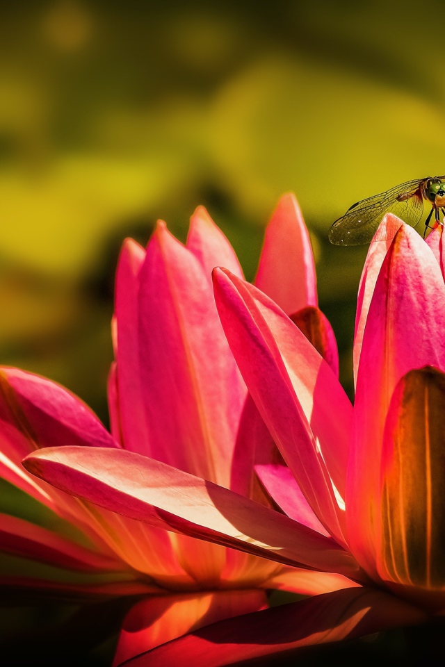 Два цветка розового лотоса со стрекозой 