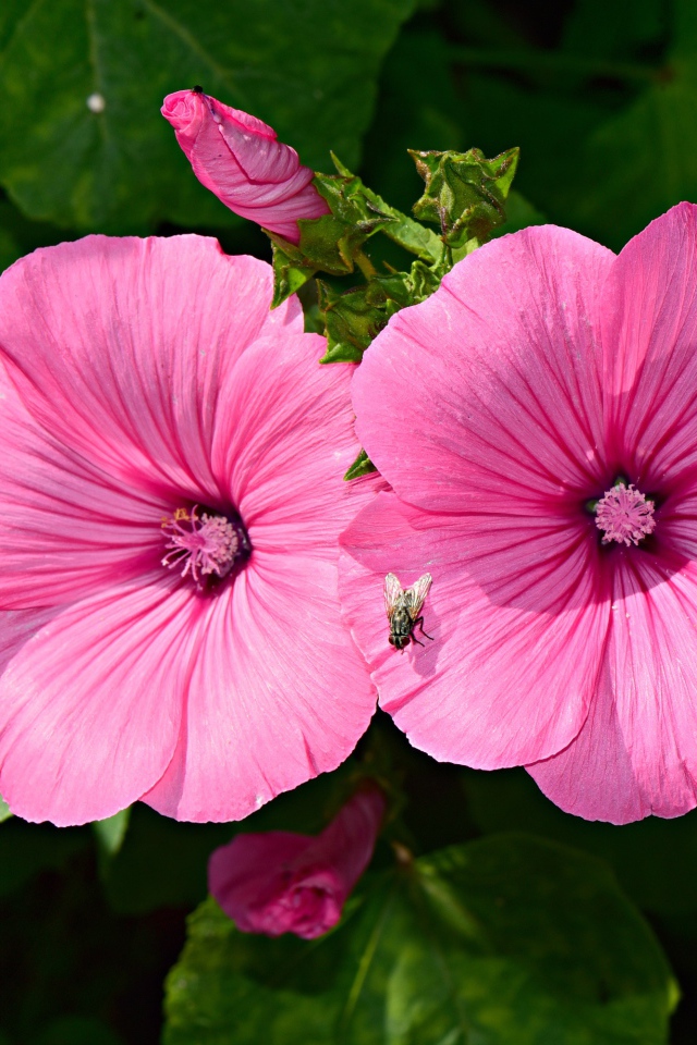 Два розовых цветка мальвы с бутонами в саду 