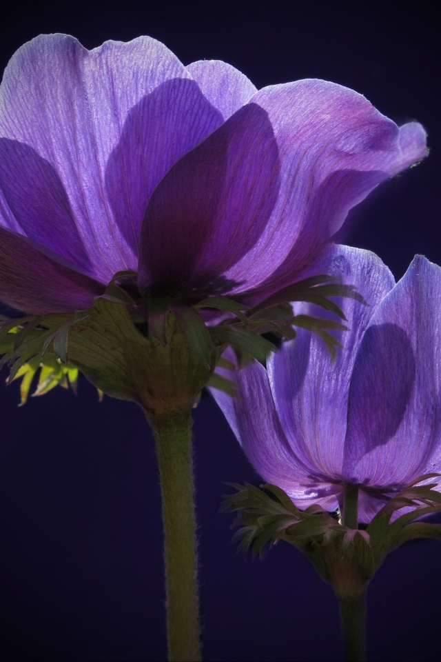 Два фиолетовых цветка анемоны в лучах солнца 