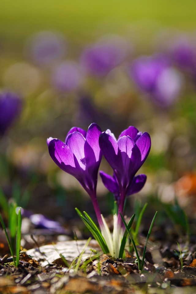 Два фиолетовых цветка крокуса в лучах солнца 