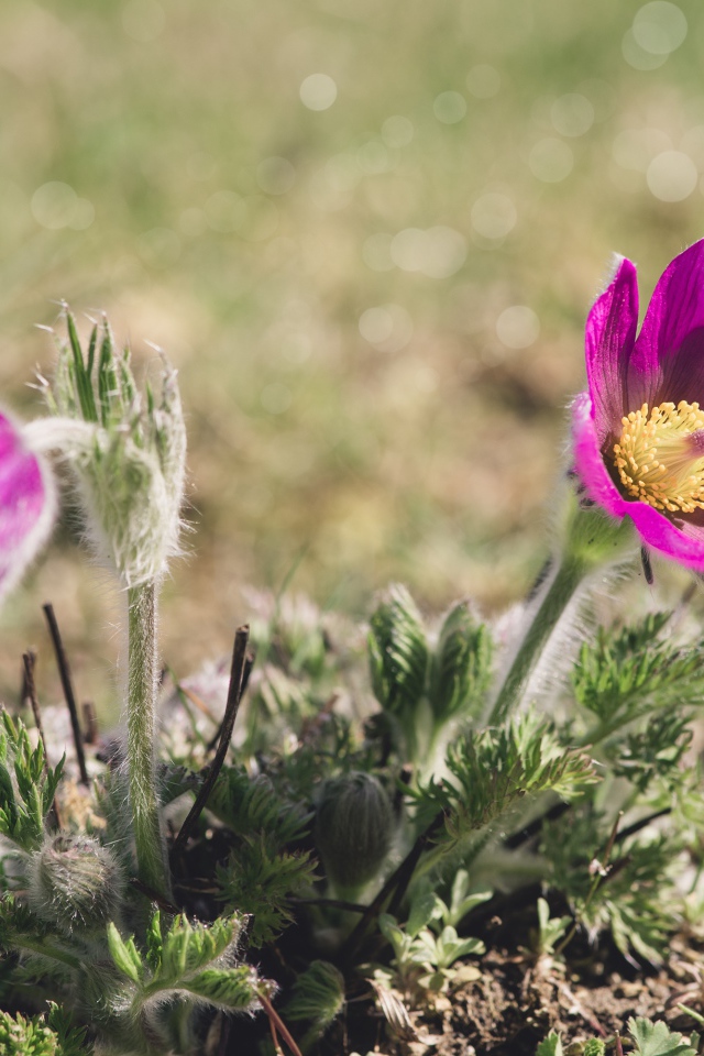 Два фиолетовых цветка прострела в лучах солнца на поле 